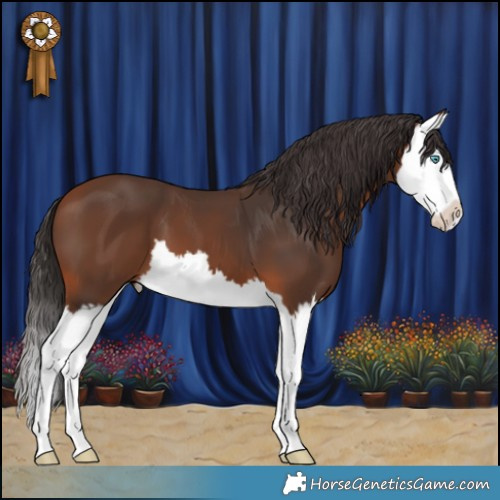 Horse Color:Bay Splash 