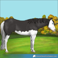Horse Color:Smoky Black Splash 