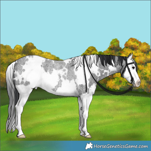 Horse Color:White Spotted Blue Roan Splash Rabicano 