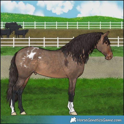 Horse Color:Brown Dun Appaloosa 