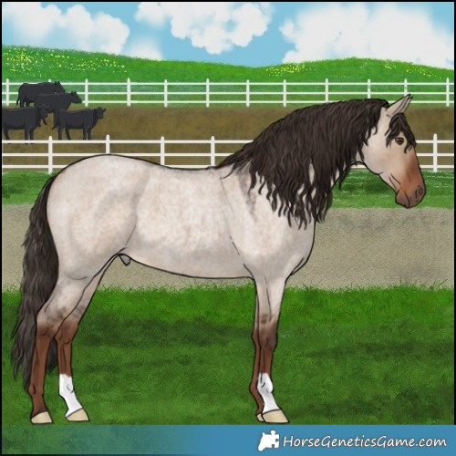 Horse Color:Liver Red Dun Roan 