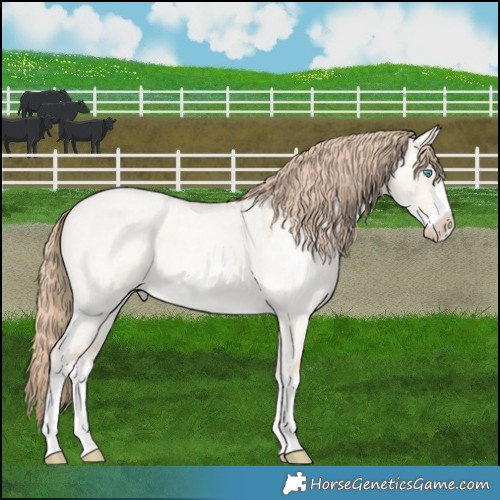 Horse Color:Perlino Roan Dun Sabino 