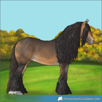 Horse Color:Buckskin 