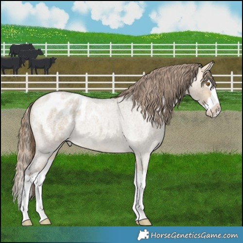 Horse Color:Buckskin Roan Dun Splash Appaloosa 