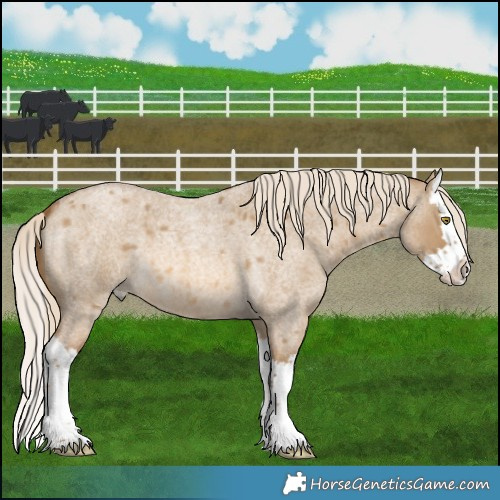 Horse Color:Chocolate Palomino Roan Dun Splash 