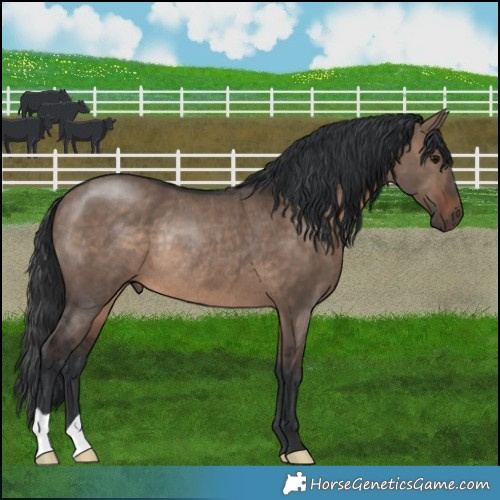 Horse Color:Brown Dun Rabicano 