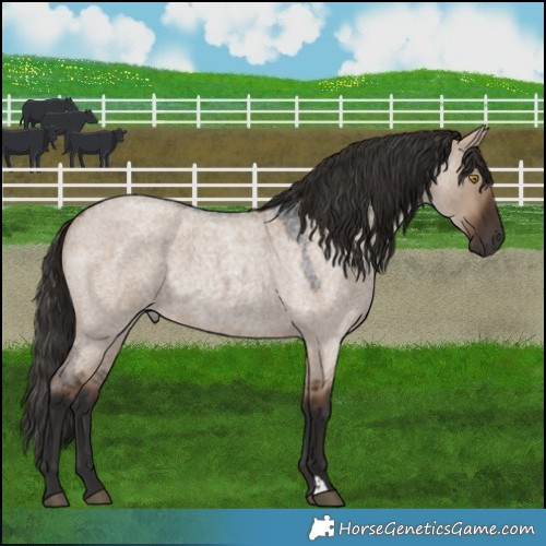 Horse Color:Liver Red Dun Roan 