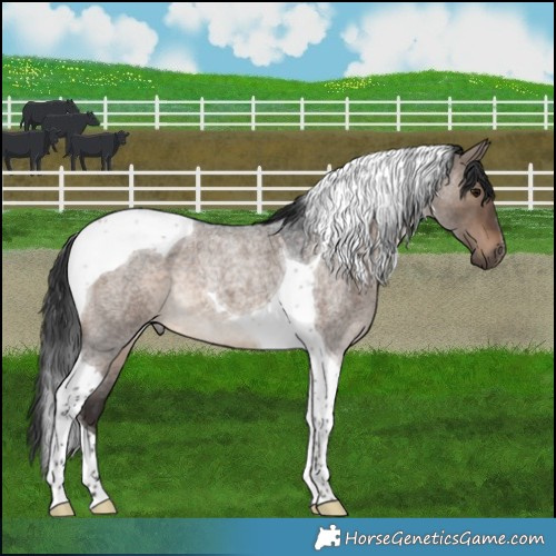 Horse Color:Brown Roan Dun Tobiano 
