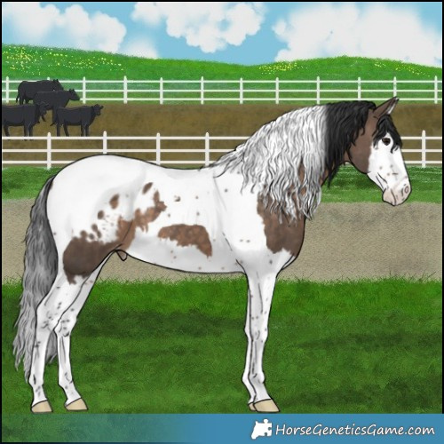 Horse Color:Brown Dun Splash Tobiano Appaloosa 