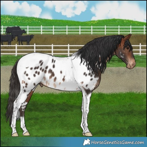 Horse Color:Bay Tobiano Appaloosa 