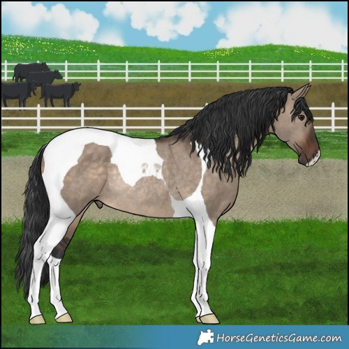Horse Color:Brown Dun Tobiano Rabicano 