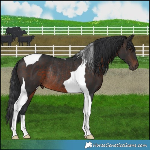Horse Color:Brown Tobiano Rabicano 