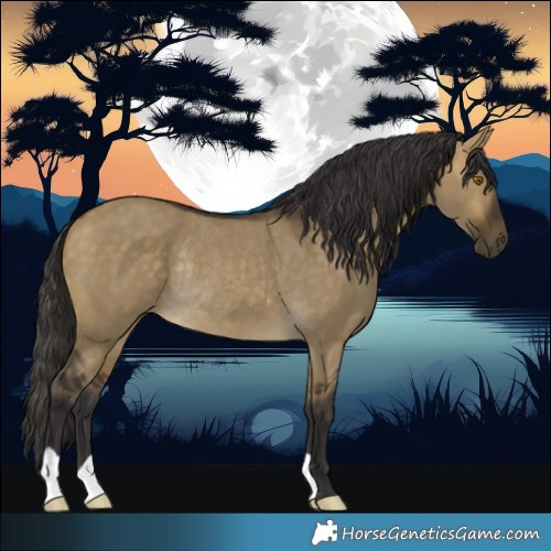 Horse Color:Buckskin Dun Rabicano 