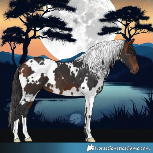 Horse Color:White Spotted Bay 