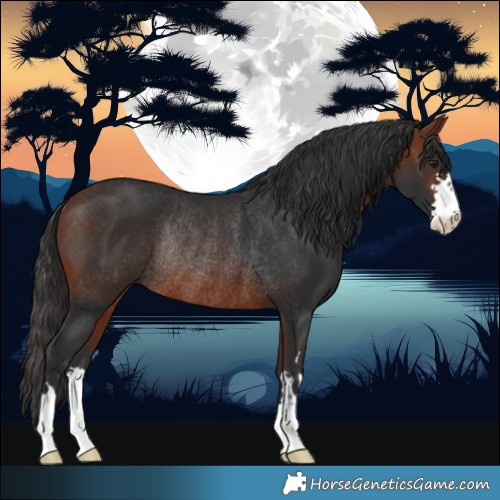 Horse Color:Bay Rabicano 