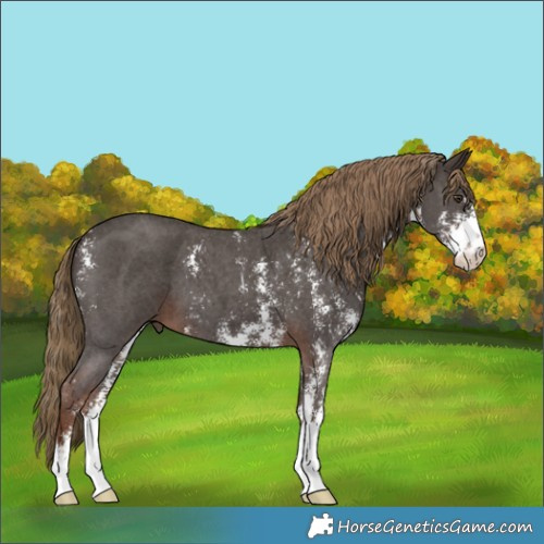 Horse Color:Liver Chestnut Sabino 