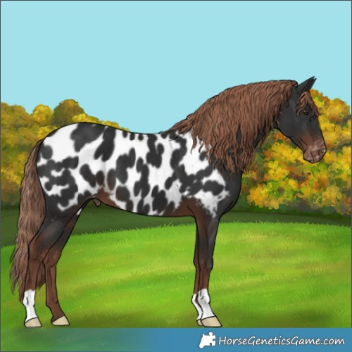 Horse Color:Liver Chestnut Appaloosa 
