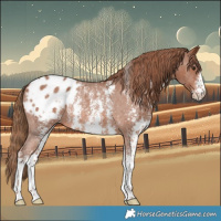 Horse Color:Chestnut Sabino Blanket Rabicano 