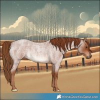 Horse Color:Red Roan Rabicano 