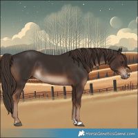 Horse Color:Liver Chestnut Rabicano 