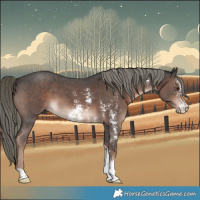 Horse Color:Liver Chestnut Mushroom Sabino 