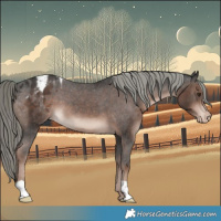 Horse Color:Liver Chestnut Mushroom Appaloosa