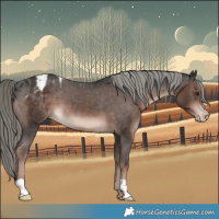 Horse Color:Liver Chestnut Mushroom Appaloosa 