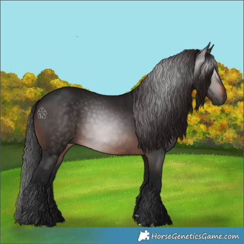 Horse Color:Gray Bay 