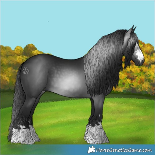 Horse Color:Gray Black 