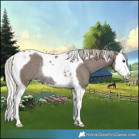 Horse Color:Silver Grullo Splash Tobiano Rabicano