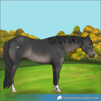 Horse Color:Black Rabicano 