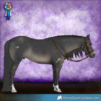 Horse Color:Black Rabicano