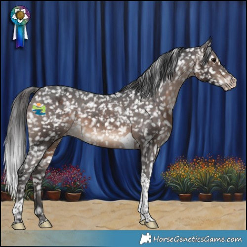 Horse Color:Brown Tobiano Appaloosa 