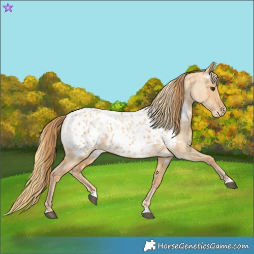 Horse Color:Red Dun Appaloosa  and Red Dun Appaloosa 