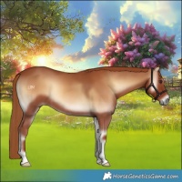 Horse Color:Red Onyx 