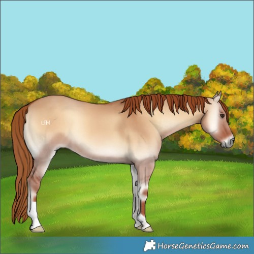 Horse Color:Red Dun Onyx 