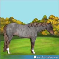 Horse Color:Liver Red Roan Rabicano 