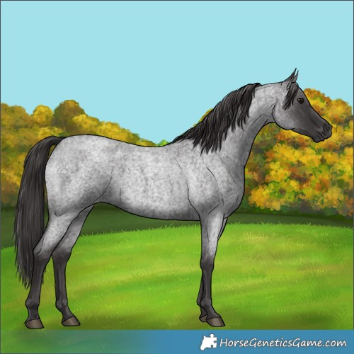 Horse Color:Smoky Blue Roan