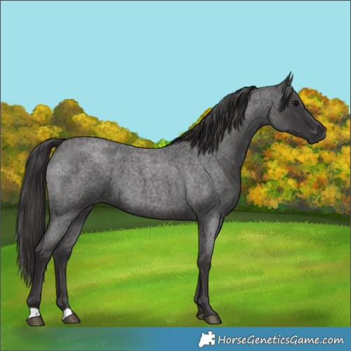 Horse Color:Smoky Blue Roan