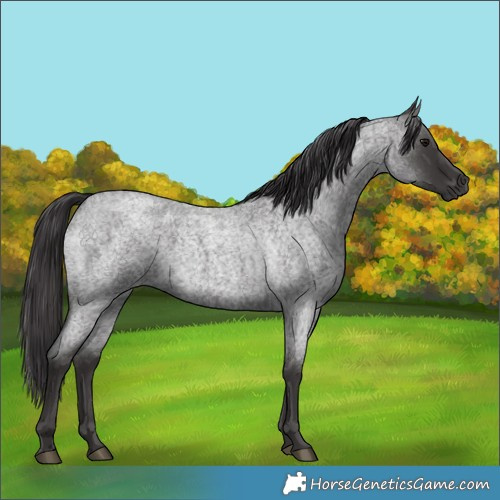 Horse Color:Smoky Blue Roan