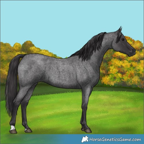 Horse Color:Smoky Blue Roan