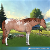 Horse Color:Red Dun Tobiano Rabicano 