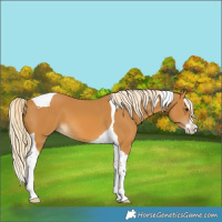 Horse Color:Palomino Splash Tobiano 