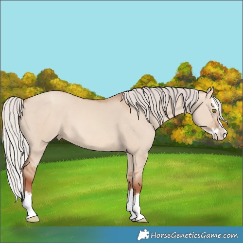 Horse Color:Silver Sable Champagne Dun Splash