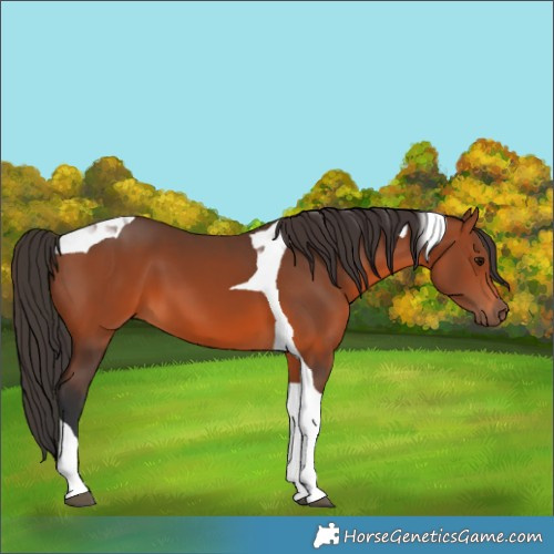 Horse Color:Bay Tobiano