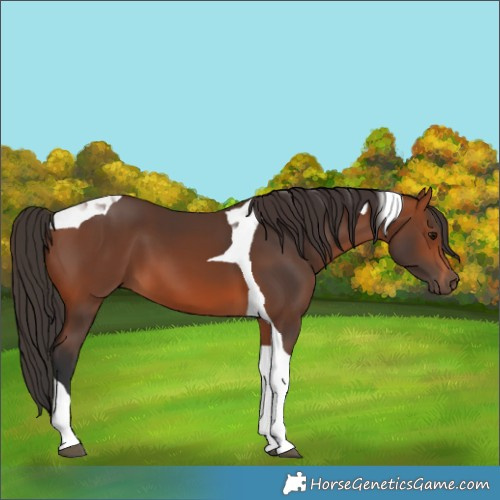 Horse Color:Bay Tobiano 