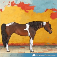 Horse Color:Bay Tobiano