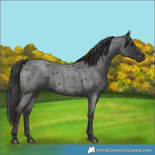 Horse Color:Smoky Blue Roan