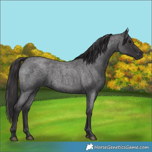 Horse Color:Smoky Blue Roan