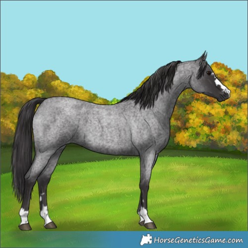 Horse Color:Smoky Blue Roan 